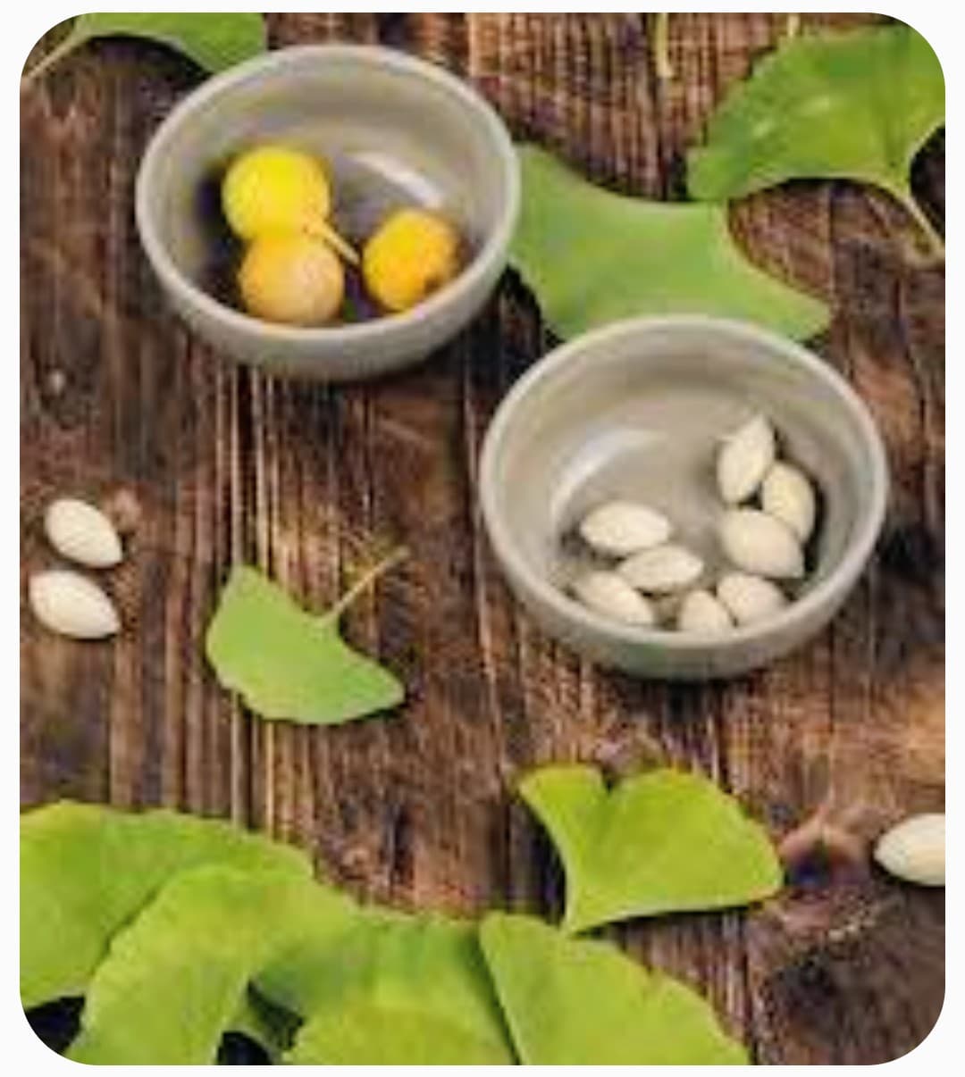 Extracto de Ginko biloba
